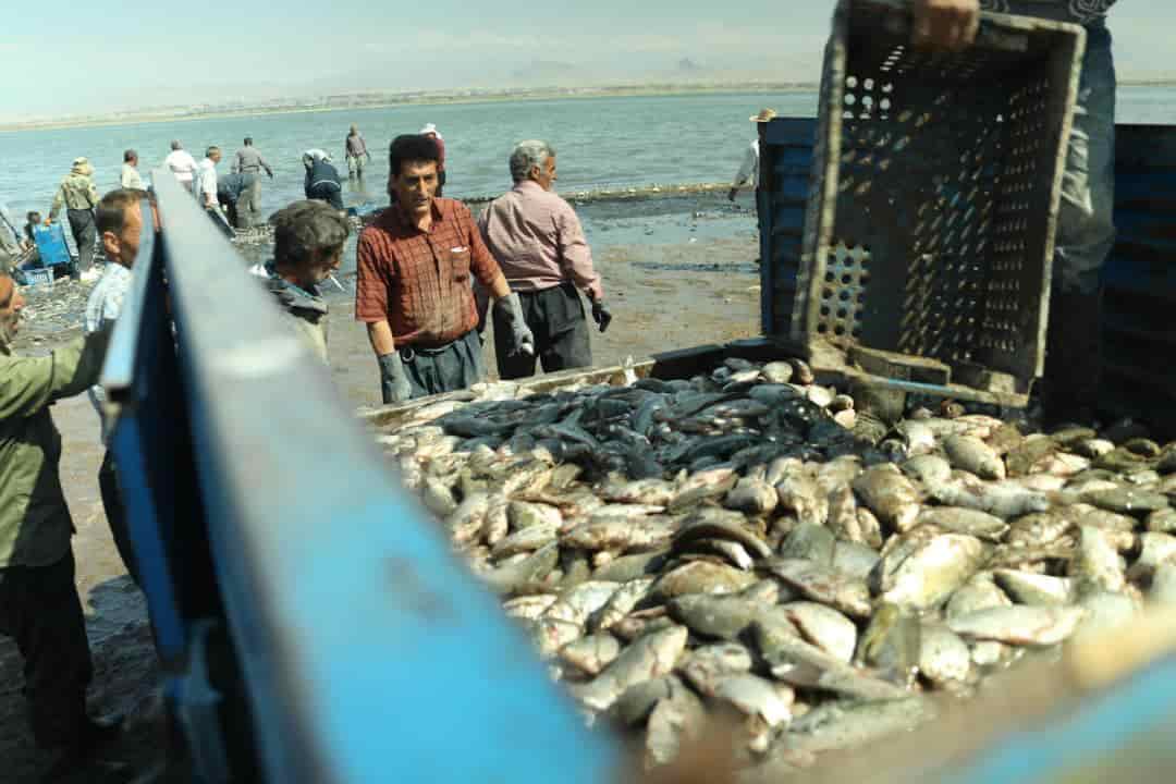 تصویر 1 از ماهی کپور سد ارس پرورش یافته در آب زلال با کیفیت صید ممتاز